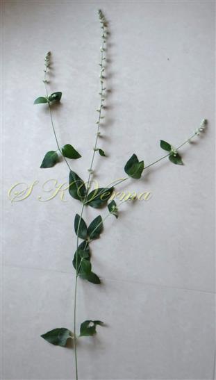  Flowering shoot